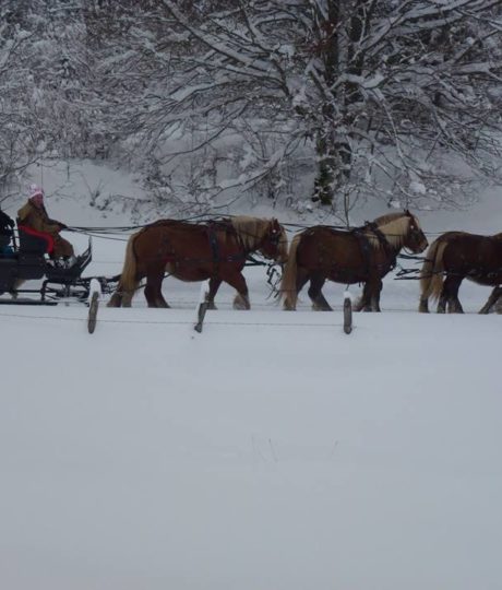 Les Attelages du Grandvaux en hiver