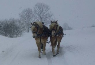 Les Attelages du Grandvaux en hiver