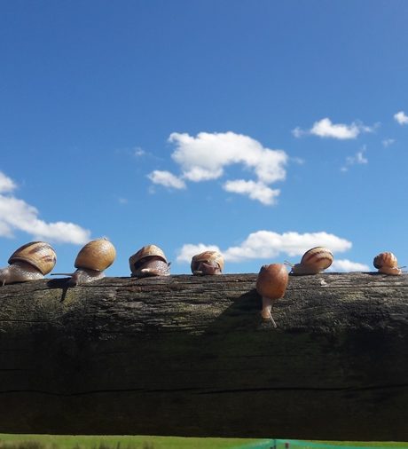 175172Les Escargots de Trémontagne