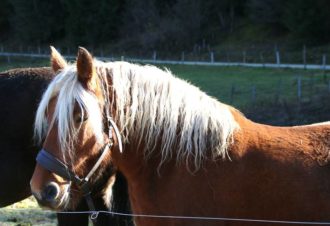 Centre équestre de la Charbonnière