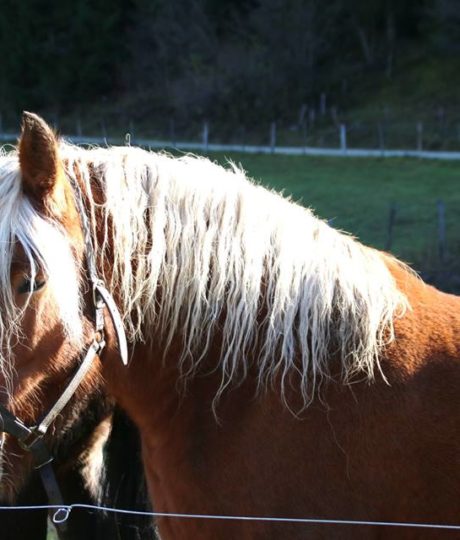 Centre équestre de la Charbonnière
