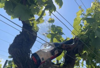 Domaine Joseph Dorbon