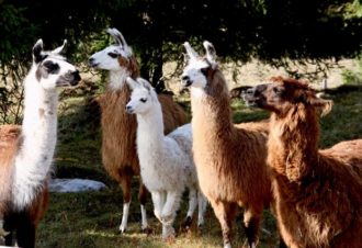 Les lamas