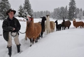 Les lamas