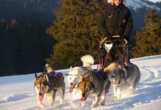 Sentiers Nordiques – Chiens de traîneaux