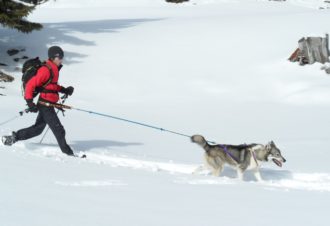 Sentiers Nordiques – Chiens de traîneaux