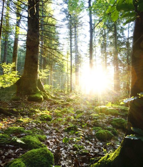 Le Livre d’or du Risoux