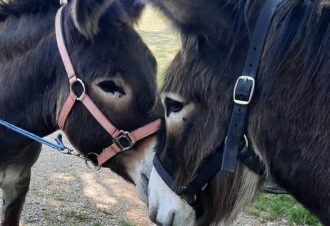 La flânerie d’Audrey