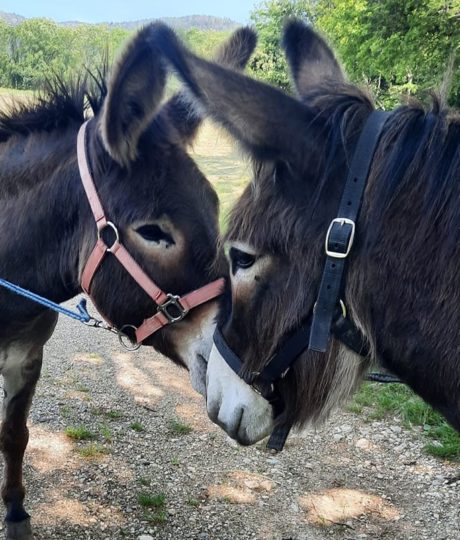 1340750La flânerie d’Audrey