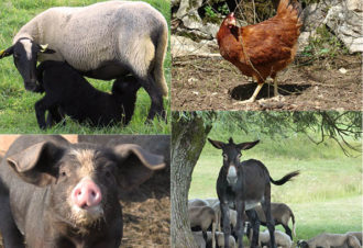 Ferme de l&rsquo;Âne Eria – Parcours de découverte