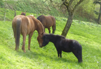 Centre Equestre de Vaucenans