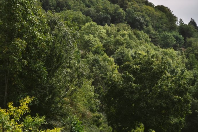 Culture en Agroécologie – Nos jardins imparfaits