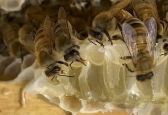 Coopérative Les Compagnons du Miel