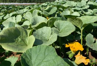 La Ferme de la Pommeraie