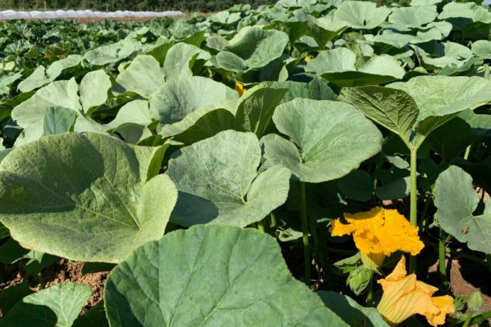 66170994_2092574501044429_552836082828312576_n