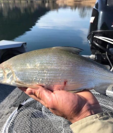 Pêche au lac de Chalain