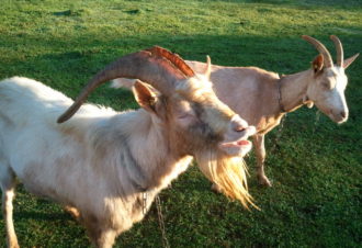 Ferme du Brillat ( GAEC)