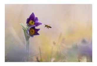 Sylvain Rouvier Photographie