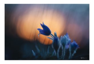 Sylvain Rouvier Photographie