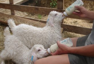 Mohair la vie côté douceur – Élevage de chèvres angora