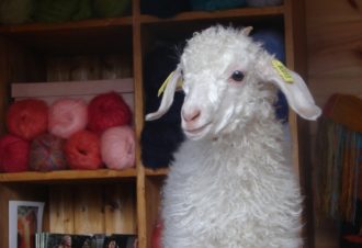 Mohair la vie côté douceur – Élevage de chèvres angora