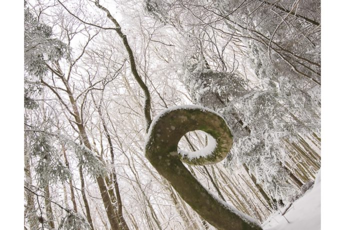 Arbre Spirale – Jura