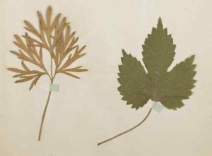 Atelier Réaliser son herbier