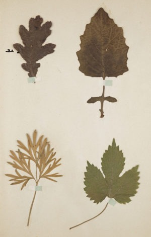Atelier Réalser son herbier