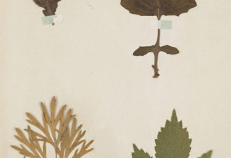 Réaliser son herbier – Atelier famille