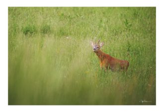 Sylvain Rouvier Photographie