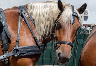 La calèche des Chauvins