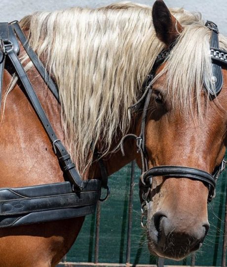 La calèche des Chauvins