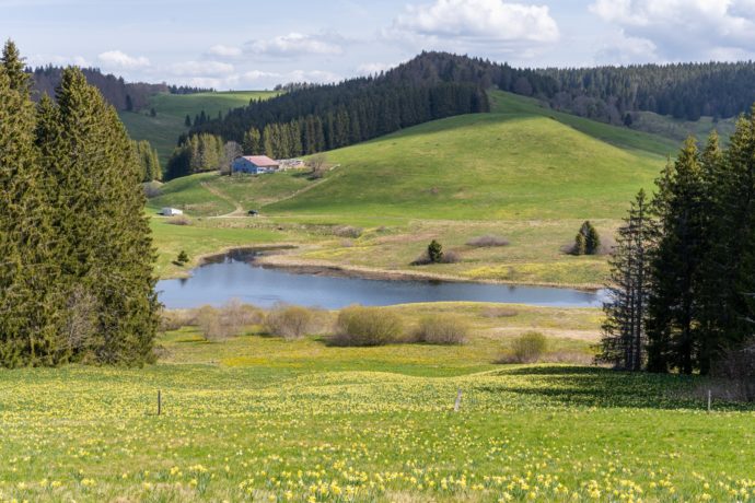 CHAMPS_JONQUILLES_LAC_EMBOUTEILLEUX_MAI_©MARIANNE_LEVERT (3)