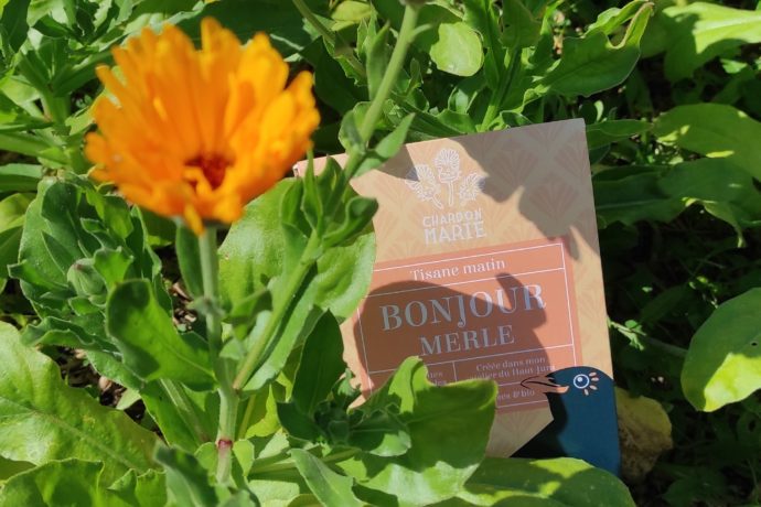Bonjour Merle – tisane matin