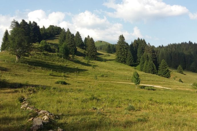 CRET_MERLE_JUILLET_©JURA_TOURISME (2)