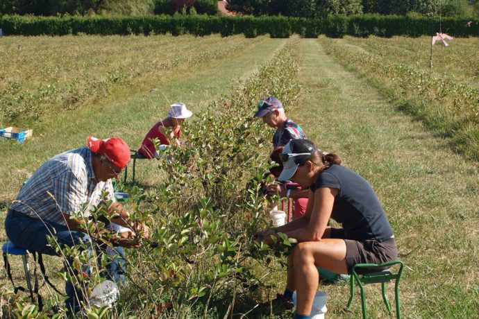 Cueillette des baies d’aronia