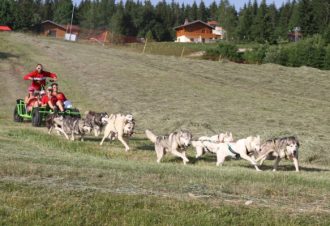 Free sled – Chiens de traîneaux / cani-rando et cani-trotinette