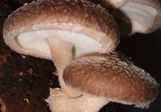 ChampiBio Mu&Co, champignons