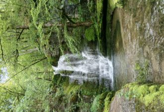 Catherine Bollengier – Sylvothérapie