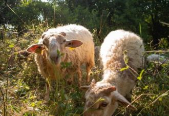 La Bergerie du Champ Devant