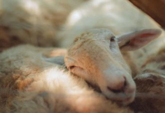 La Bergerie du Champ Devant