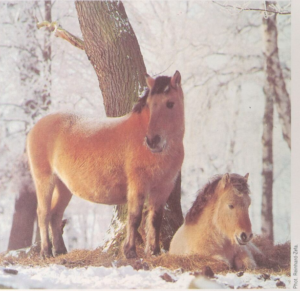Cheval Przewalski