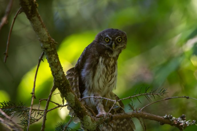 Chevêchette d&rsquo;Europe (Glaucidium passerinum)