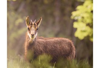 Sylvain Rouvier Photographie