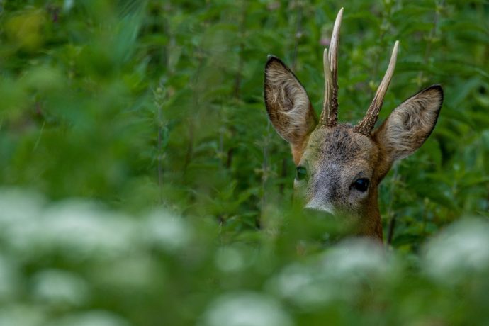 Chevreuil d&rsquo;Europe (Capreolus capreolus)