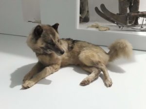 Chien de traineau inuit naturalisé