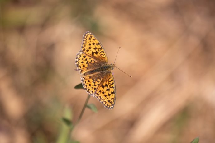Chiffre (Argynnis niobe)