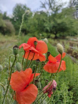 Colquelicots- TisanesetBourgeons