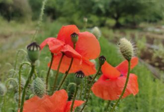 Tisanes et Bourgeons