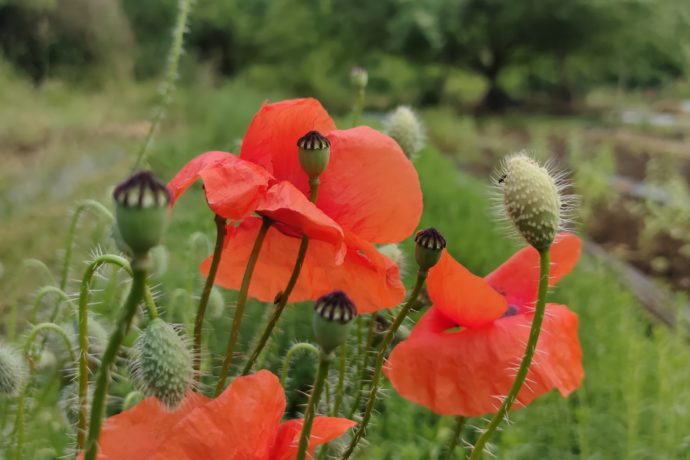 Colquelicots- TisanesetBourgeons
